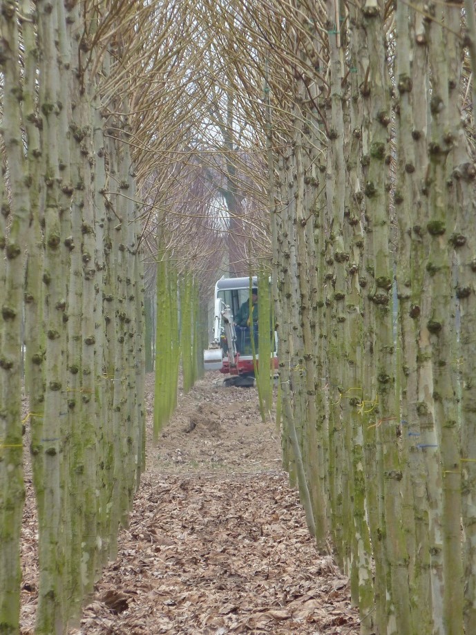 Minigraver in actie tussen de laanboomteelt (Neder Betuwe)